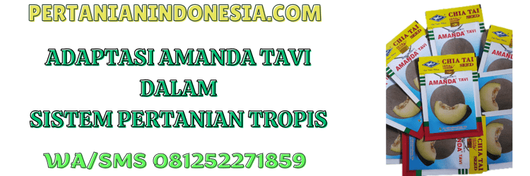 adaptasi,tanaman,budidaya,budidaya melon,pertanian indonesia
